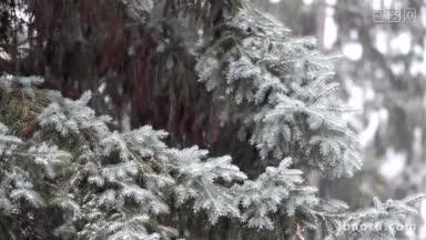 松林里的冬雪